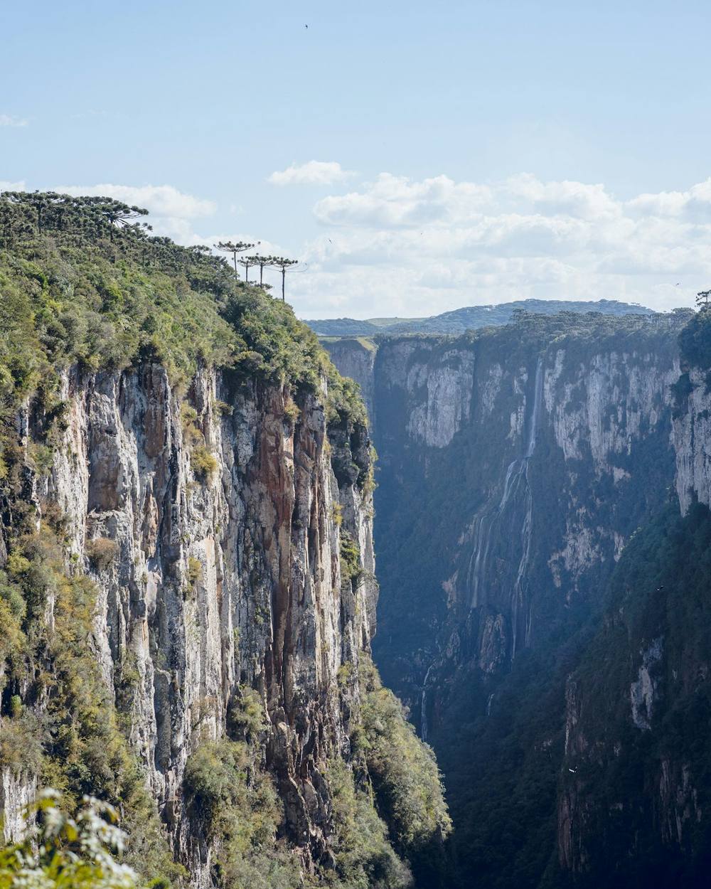 Cânion com paredões rochosos e araucárias, paisagem típica da serra gaúcha e catarinense